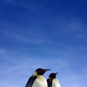 Meet your Posher, Yesido